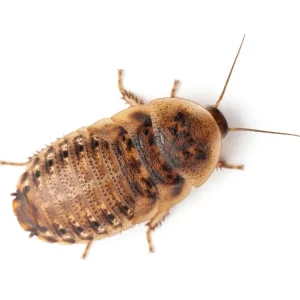 Large 1" Dubia (Pet Stores Only)