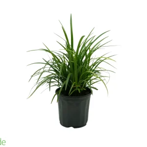 Large 6"/Small 1 Gal Pot - Liriope Grass Evergreen Giant