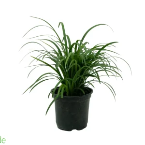 Large 6"/Small 1 Gal Pot - Liriope Grass Super Blue