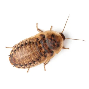 Large 7/8" Dubia FREE SHIPPING
