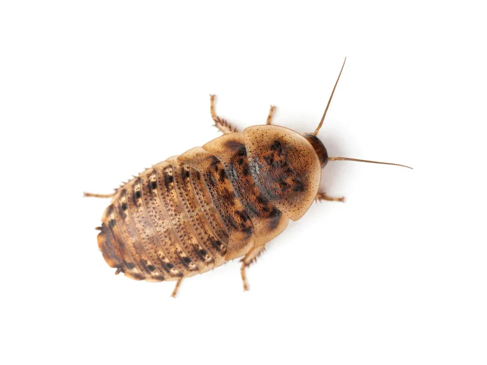 Large 7/8" Dubia FREE SHIPPING