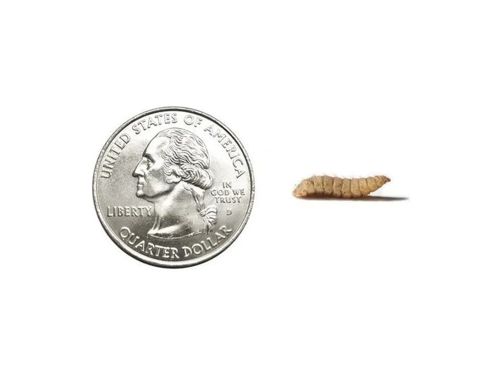Large CalciGrubs™ Free Shipping - Image 2
