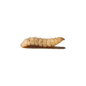 Large CalciGrubs™ Free Shipping