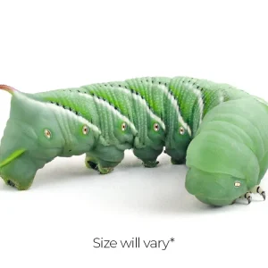 Large Hornworms FREE SHIPPING