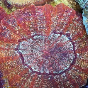Large Hyper Beam Acanthophyllia WYSIWYG - SAQ Coral Farm