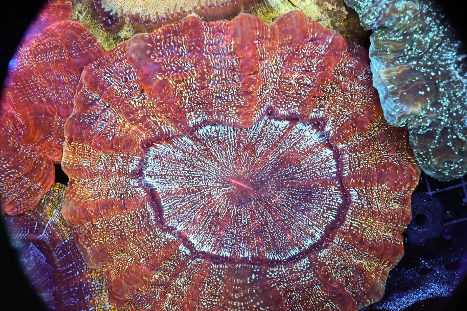Large Hyper Beam Acanthophyllia WYSIWYG - SAQ Coral Farm