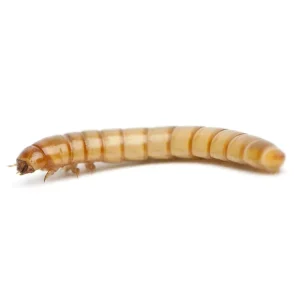 Large Mealworms
