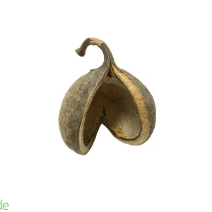 Large Nut Pod for Terrariums & Vivariums