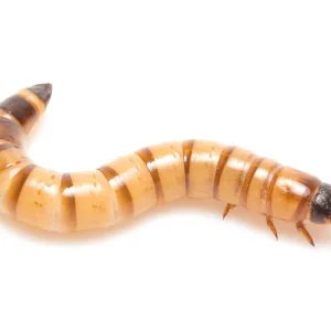 Large Superworms