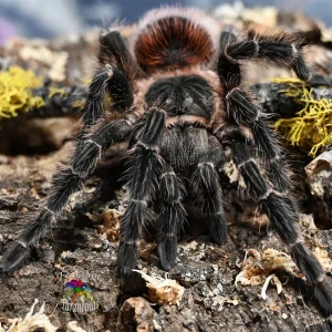 Lasiodora klugi – Bahia Scarlet Birdeater Tarantula | Massive Brazilian Giant | Live Arrival Guarantee | TDE