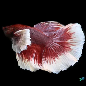 Lavender Dumbo Halfmoon Betta Fish