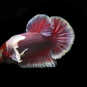 Lavender Dumbo Halfmoon Plakat Betta Fish