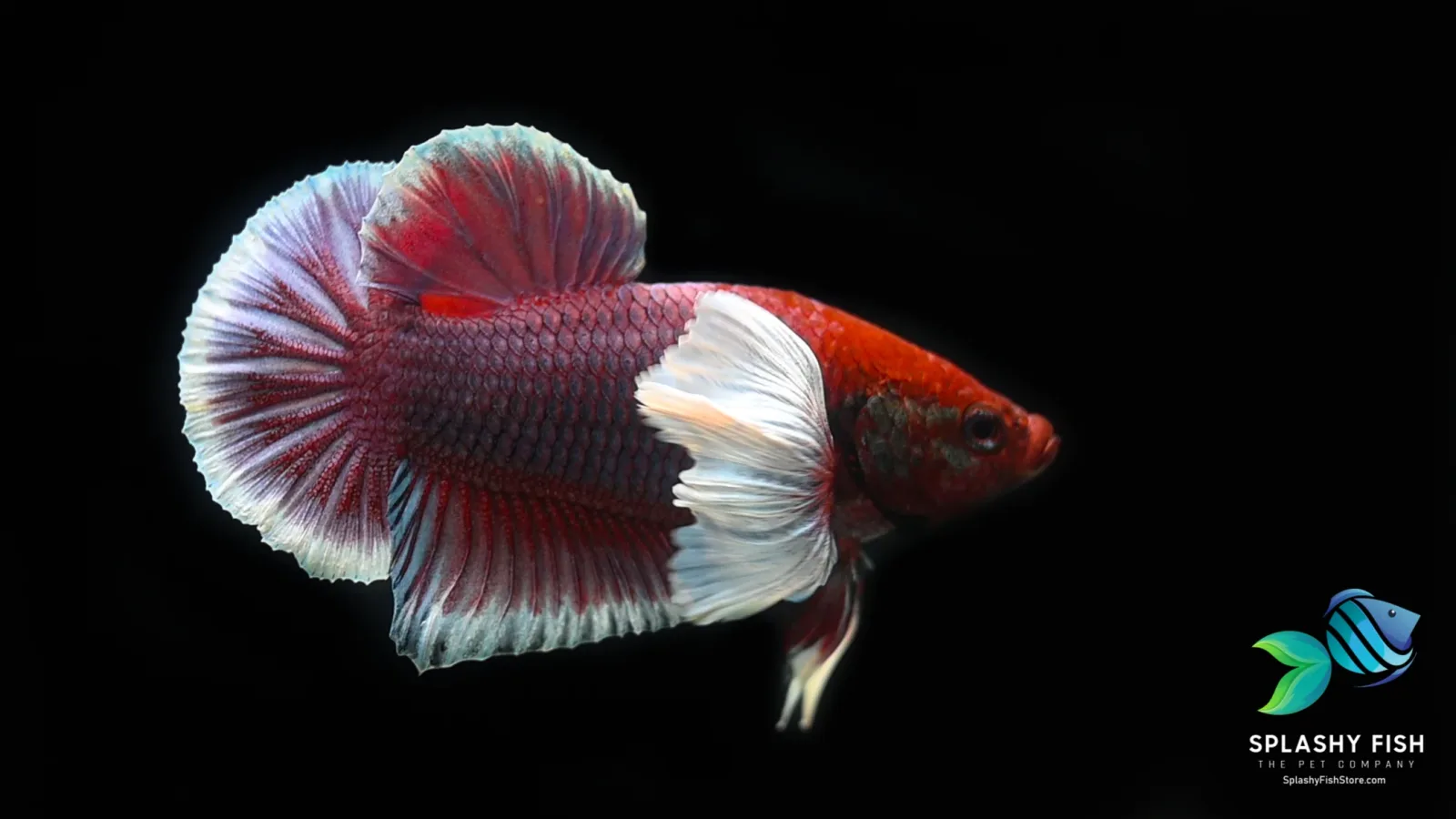 Lavender Dumbo Halfmoon Plakat Betta Fish - Image 2
