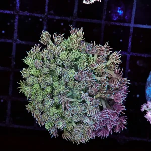 Lavender Garden Goniopora Colony WYSIWYG - SAQ Coral Farm