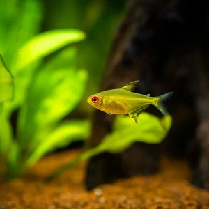 Lemon Tetra