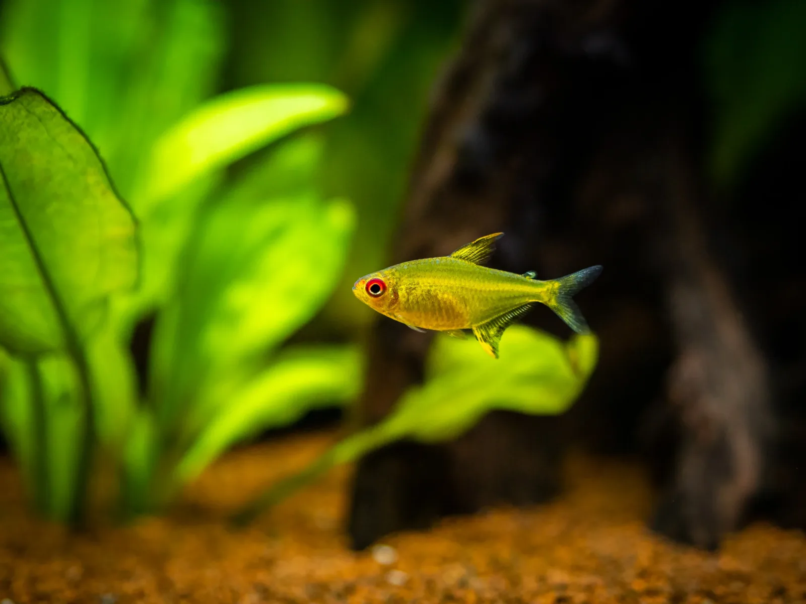 Lemon Tetra