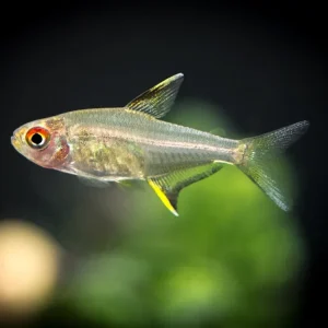 Lemon Tetra (Hyphessobrycon pulchripinnis) - Tank-Bred!