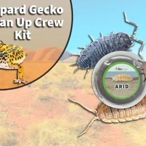 Leopard Gecko Clean Up Crew Pack FREE SHIPPING
