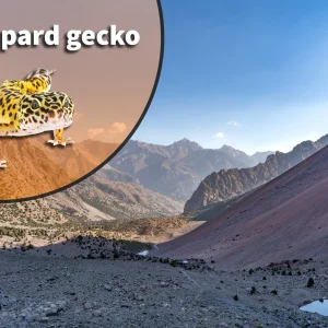 Leopard Gecko (Eublepharis macularius) Bioactive Vivarium Kit