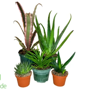 Leopard Gecko Plant Pack V2
