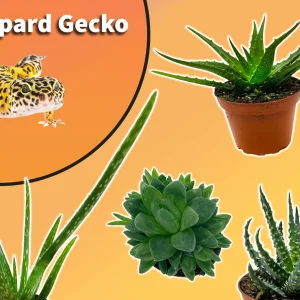 Leopard Gecko Starter Plant Pack
