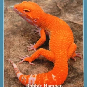 Leopard Geckos in Captivity