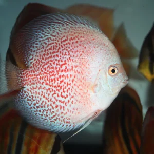 Leopard Red Discus