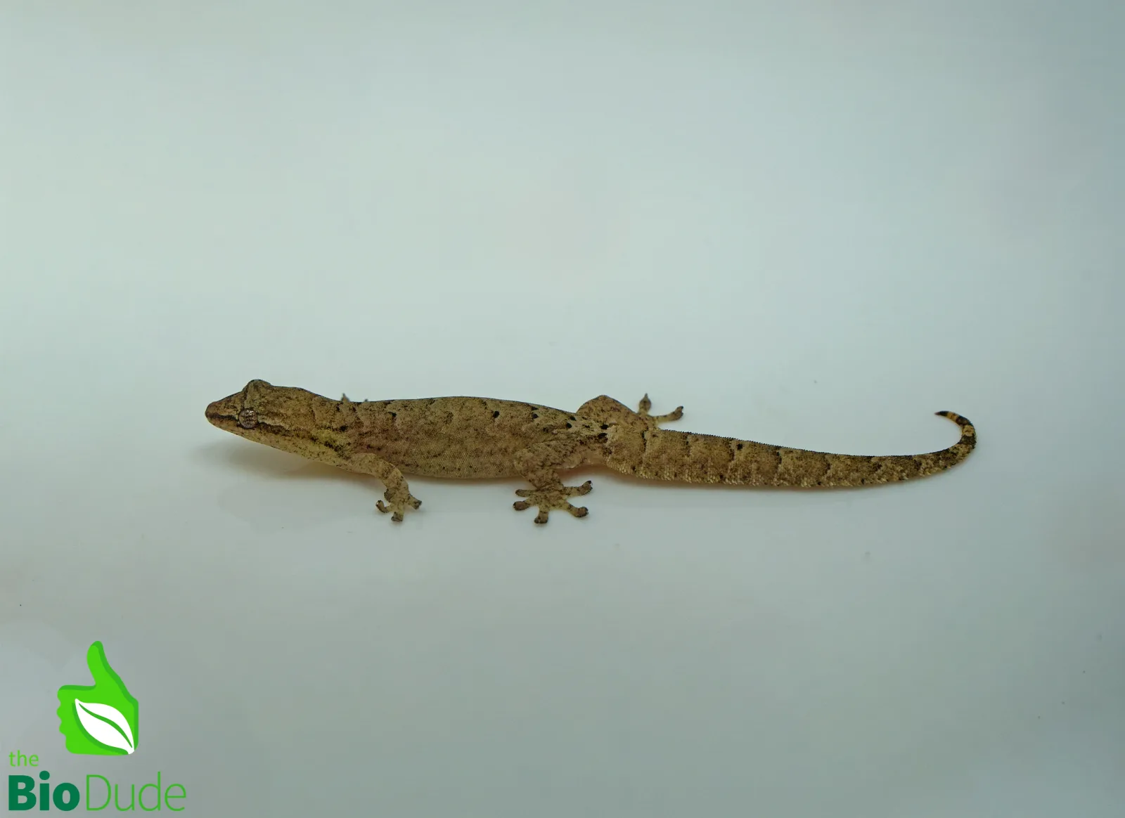 Lepidodactylus lugubris (captive-bred) | Hawaiian Mourning Geckos - Image 2