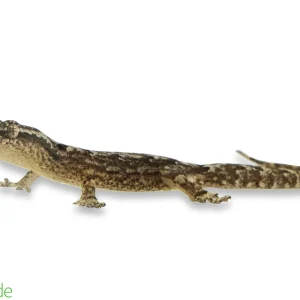Lepidodactylus lugubris (captive-bred) | Hawaiian Mourning Geckos