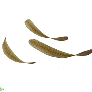 Leucaena Pod 3-pack