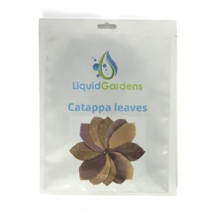 LG Catappa Leaves 10ct