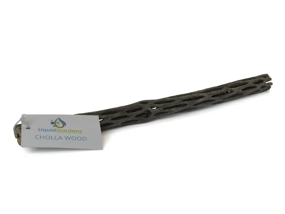 LG Cholla Wood 12in