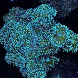 LG Duncan Colony WYSIWYG - SAQ Coral Farm
