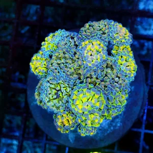 LG Hammer Garden Coral Colony WYSIWYG - SAQ Coral Farm