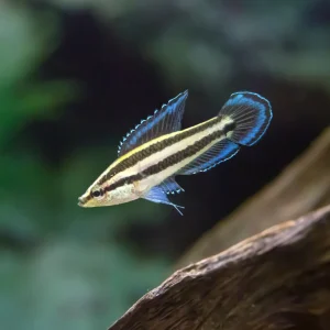 Licorice Gourami (Parosphromenus deissneri)