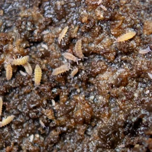 Lilac Springtails (Ceratophysella sp.) - Bred by: Aquatic Arts