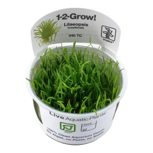 Lilaeopsis brasiliensis Tissue Culture by Tropica