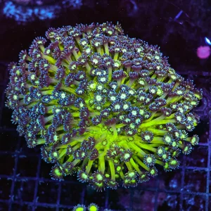 Lime Green Goniopora Coral Colony WYSIWYG - SAQ Coral Farm