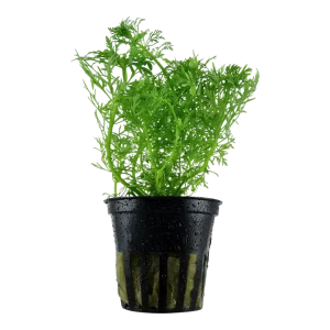 Limnophila aquatica Pot Plant by Tropica