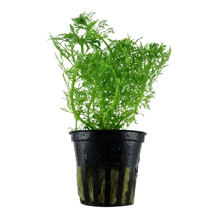 Limnophila aquatica Pot Plant by Tropica