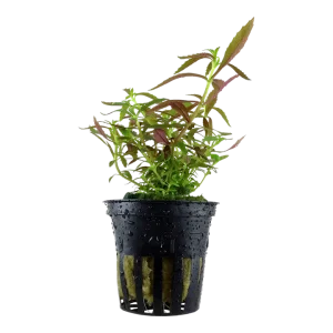 Limnophila hippuridoides Pot Plant by Tropica