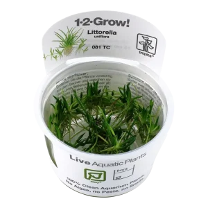 Littorella uniflora Tissue Culture by Tropica