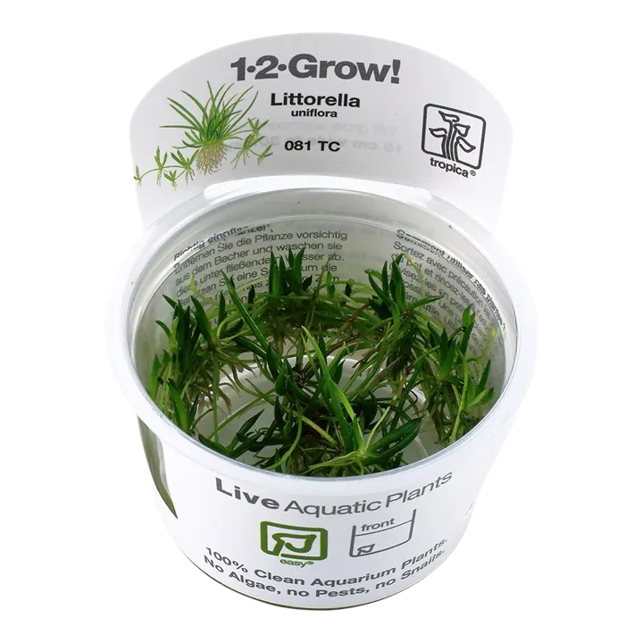 Littorella uniflora Tissue Culture by Tropica
