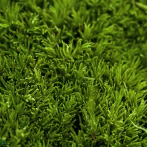 Live Hand-Propagated Cushion Moss