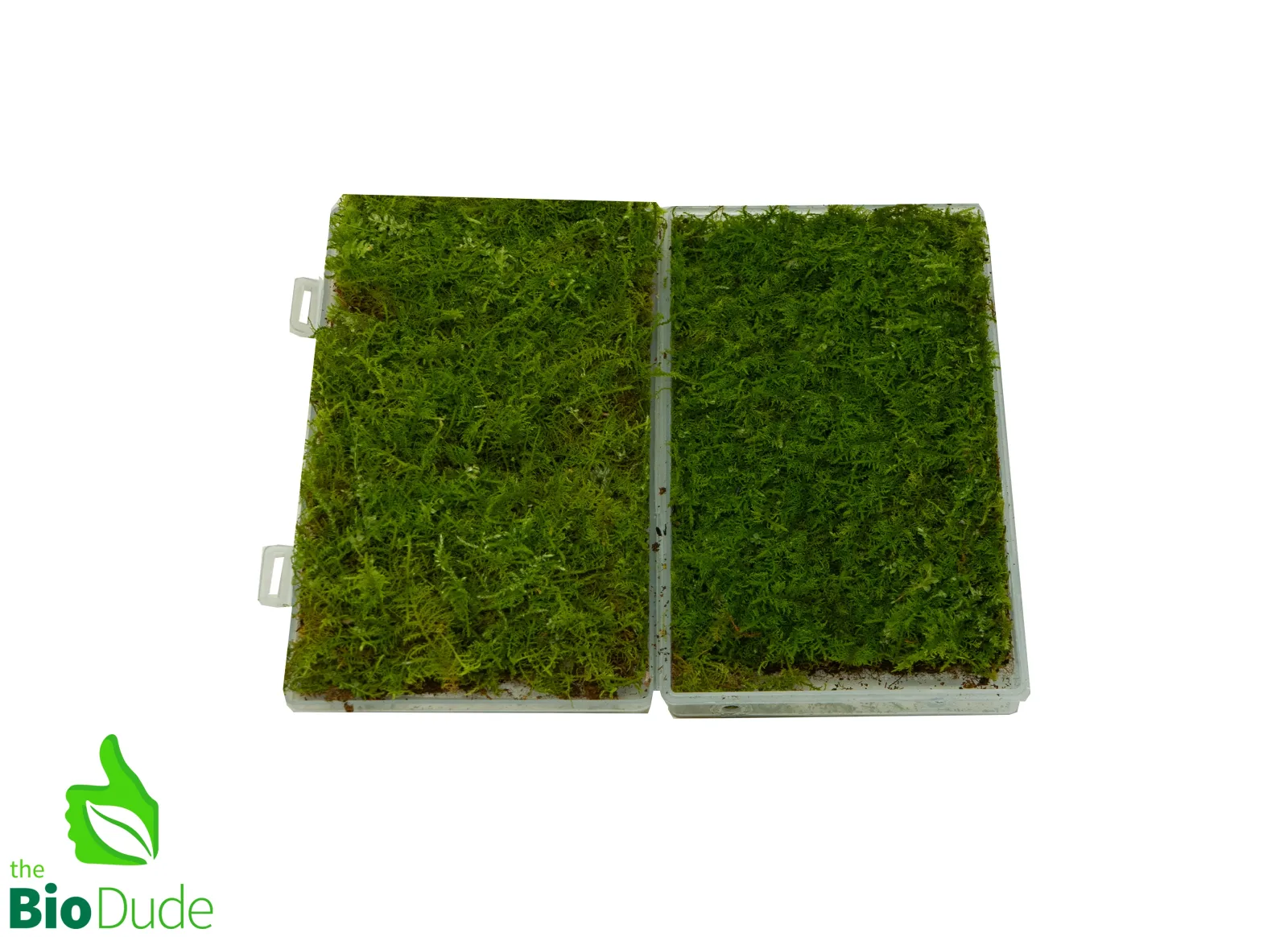 Live Hand-Propagated Fern Moss - Thuidium cymbifolium - Image 2