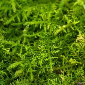Live Hand-Propagated Fern Moss - Thuidium cymbifolium