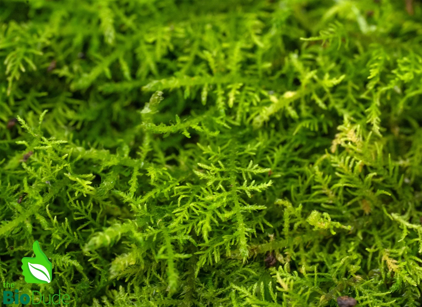 Live Hand-Propagated Fern Moss - Thuidium cymbifolium