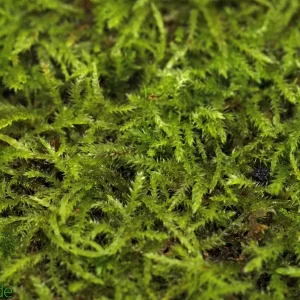 Live Hand-Propagated Hypnum Moss