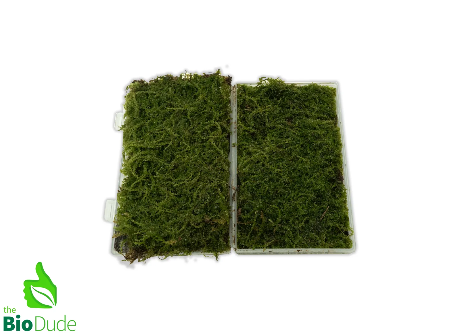 Live Hand-Propagated Plagiomnium Moss - Image 2