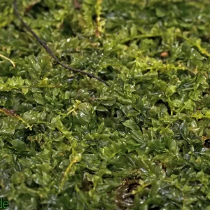 Live Hand-Propagated Plagiomnium Moss
